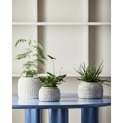 Γλάστρα Αόμπα